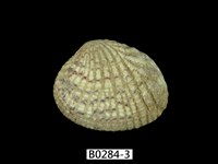 藏品(厚殼縱簾蛤)的圖片